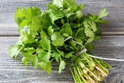 Những người đại kỵ với rau mùi, tuyệt đối đừng ăn kẻo mang họa