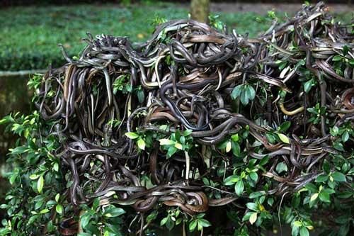 Chuyện dựng tóc gáy về đảo rắn - nơi được coi là 'thánh địa' của những loài rắn kinh hoàng nhất thế giới
