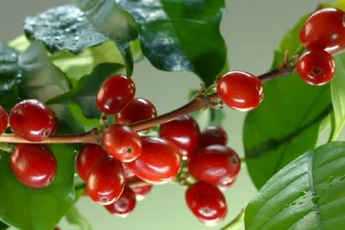 Giá cà phê hôm nay 5/3: Giao dịch trầm lắng, chờ tín hiệu hồi phục