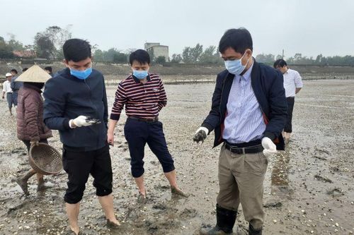 Kịp thời kiểm tra hiện tượng ngao chết tại phường Hải Ninh theo phản ánh của Báo Thanh Hóa