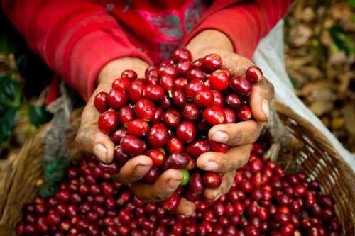 Giá cà phê hôm nay 5/3/2021: Giá tiếp tục giảm, giá thu mua cao nhất là 31.900 đồng/kg