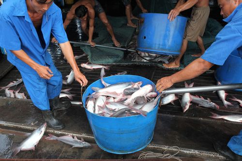 Ngành thủy sản: Chủ động đối mặt và thích nghi với 3 chữ 'biến'