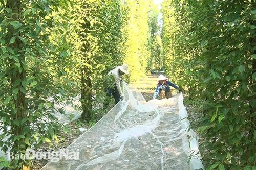 Lao động nông nghiệp ngày càng khan hiếm