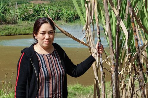 Tỷ phú nuôi cá rô phi