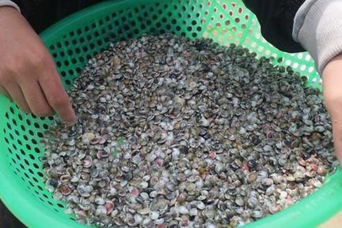 Quảng Ngãi: Người dân cào ốc gạo kiếm tiền triệu mỗi ngày