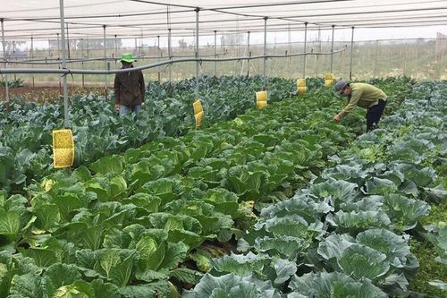 Gỡ rào cản để hợp tác xã phát triển