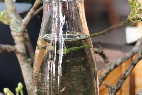 Hoa bưởi đang nở rộ không chỉ để cắm, làm thứ này đảm bảo cả mùa hè thơm mát và ngát hương
