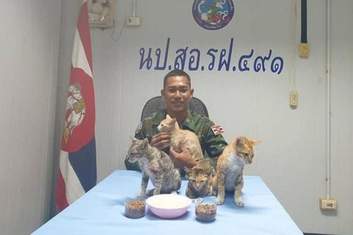 Thái Lan: Netizen 'tan chảy' vì hành động giải cứu 4 chú mèo khỏi tàu chìm của hải quân