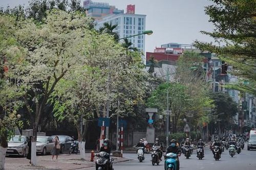 Hà Nội đẹp dịu dàng giữa màu trắng hoa Sưa