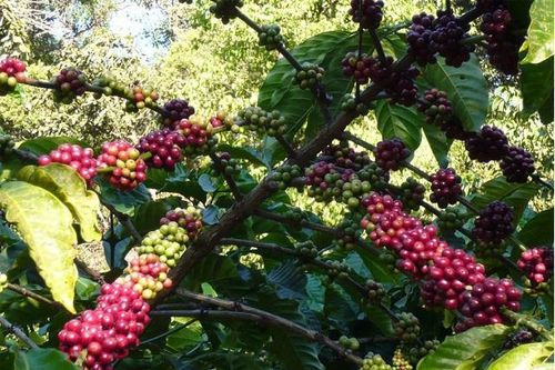 Giá cà phê hôm nay 6/3: Mất gần 100 USD/tấn trong 1 tuần, liệu Robusta đã tìm thấy đáy?
