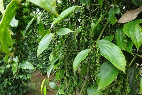 Giá tiêu hôm nay 6/3: Thị trường điều chỉnh sau thời gian tăng nóng, dự báo giá tiêu vẫn còn tăng