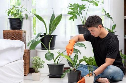 Cách chăm sóc cây cảnh trong nhà để cây luôn xanh và phát triển tốt