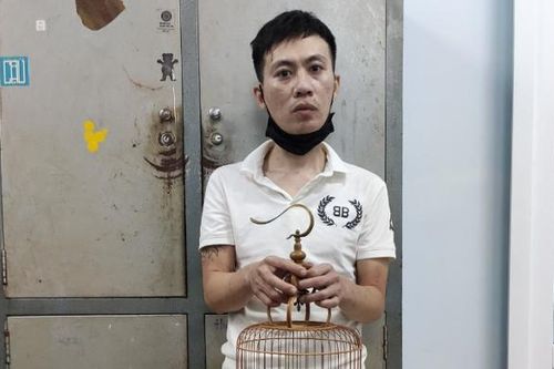 'Đạo chích' mê chim