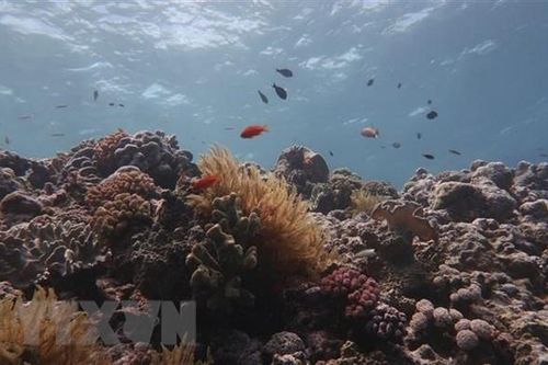 Australia phạt tàu nước ngoài đổ rác thải tại rạn san hô nổi tiếng