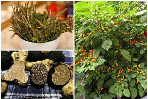 Khó tin những thứ mọc hoang có giá tới hàng trăm triệu