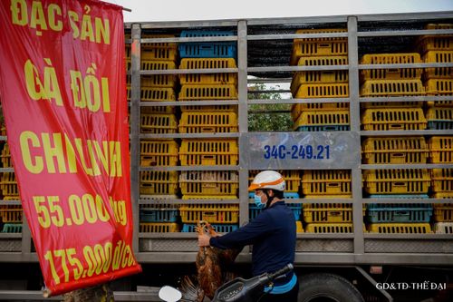 Sau nông sản, gà đồi Chí Linh, Hải Dương được giải cứu