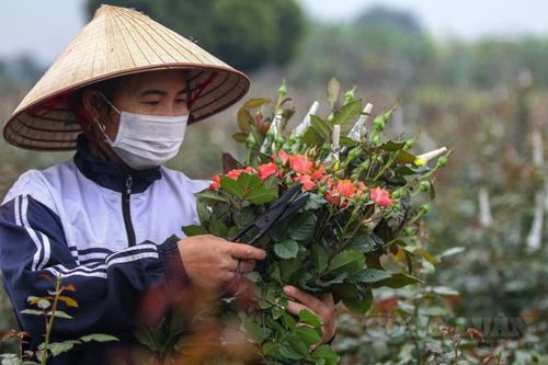 Hà Nội: Làng hoa Mê Linh nhộn nhịp trước ngày Quốc tế Phụ nữ 8/3