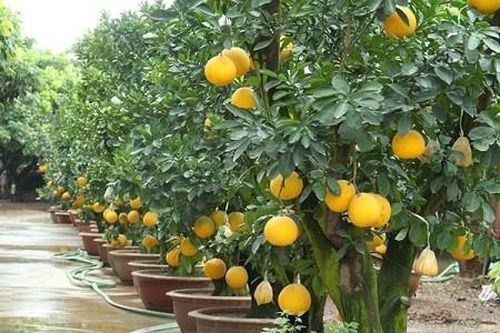 Chăm sóc bưởi cảnh sau tết thế nào để tái sử dụng năm sau, không tốn tiền mua?