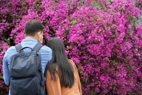 Cây hoa giấy 'hot' nhất Quảng Ninh được giới trẻ săn đón