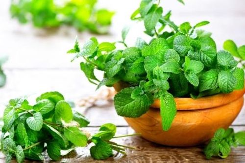 10 lợi ích tuyệt vời của lá bạc hà với sức khỏe