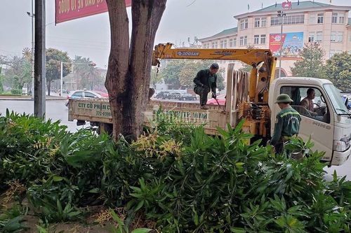 Bằng sự thiện tâm, xin hãy trồng một cây