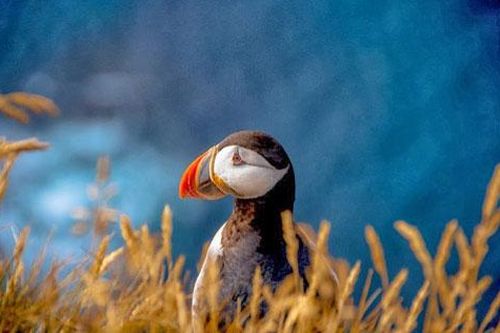 Đến Iceland làm bạn với chim biển