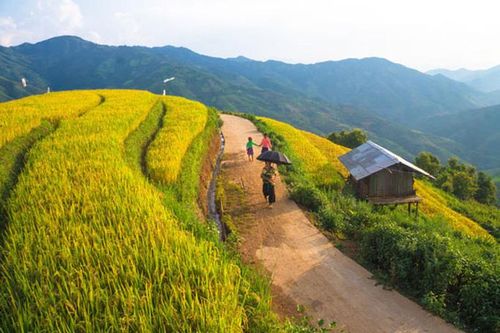 Mê đắm trước cảnh đẹp khó quên của 'mùa vàng Bắc Yên'