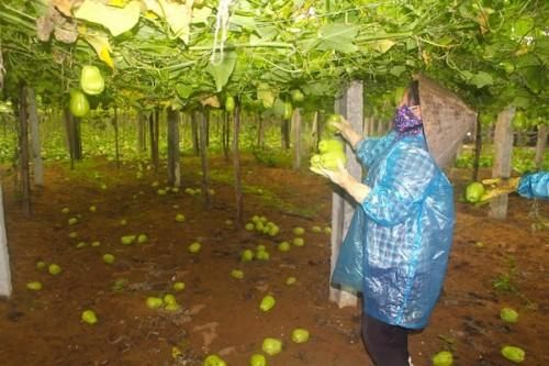 Nghệ An: Người nông dân xót xa nhìn rau được mùa nhưng bị mất giá