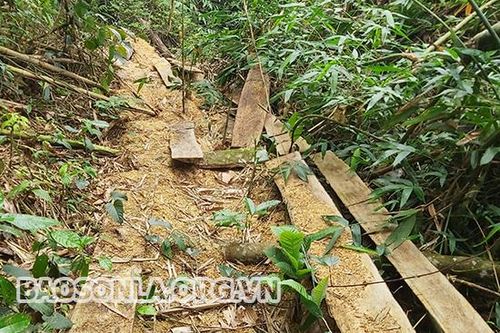 Rừng bản Tưn đang 'chảy máu'