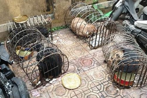 Thu súng bắn điện, xe máy bị tẩy số khung tại nhà 'đầu nậu' thịt chó