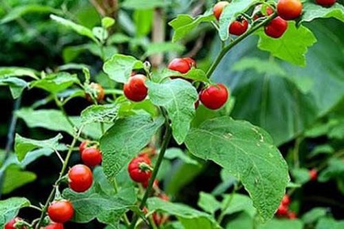 Cà gai leo trị bệnh gan