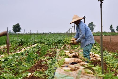 'Giải cứu' nông sản - bài học quản trị ngay từ vạch xuất phát
