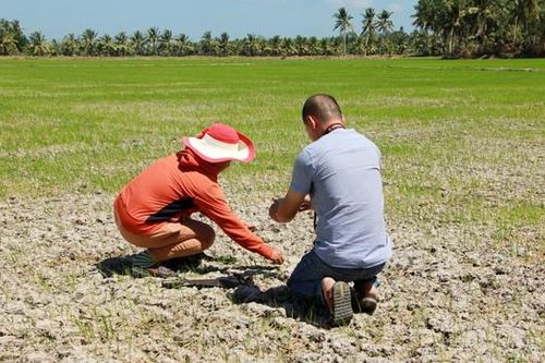 ĐBSCL: Hạn mặn tăng cao từ giữa tháng 3