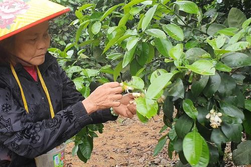 Vựa bưởi Phúc Trạch vào mùa thụ phấn bổ sung
