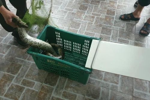 Kinh hãi phát hiện trăn gấm nặng 7kg bò vào vườn nhà dân ở Hà Tĩnh