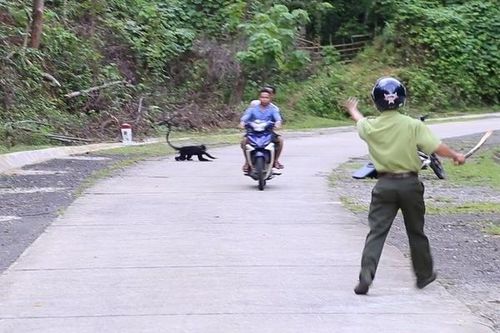 Đàn voọc xông ra đường tấn công, nhiều người bị cắn