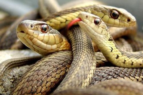 Rắn kịch độc thống trị hòn đảo kinh hoàng nhất thế giới