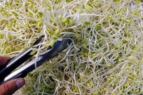 Sau khi 4 loại rau này nảy mầm, không những không có hại mà dinh dưỡng có thể tăng lên gấp đôi, hầu hết mọi người đều vứt bỏ lãng phí