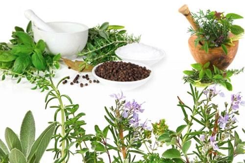 Những bài thuốc nam hỗ trợ chữa viêm dạ dày hiệu quả