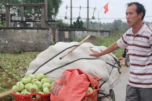 Nghệ An: Nông dân khóc ròng vì 'tắc' đầu ra cho nông sản
