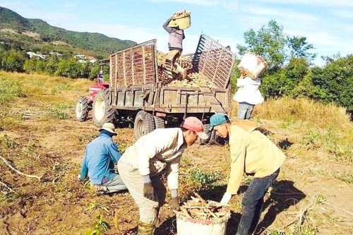 Gia Lai: Hiệu quả thiết thực từ mô hình Đoàn cơ sở '3 chủ động'