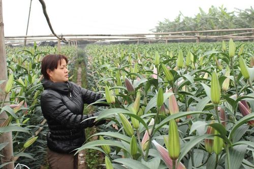 Thị trường hoa 8-3: Nguồn cung dồi dào, giá tại chợ đầu mối tăng cao
