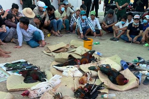 Cảnh sát hóa trang thành đại gia để bắt trường gà quy mô lớn