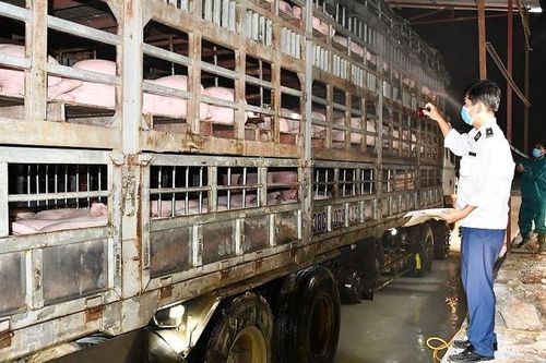 Công khai danh sách cơ sở vận chuyển, giết mổ lợn trái phép