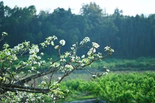 Trắng tinh khôi mùa hoa lê Bắc Hà