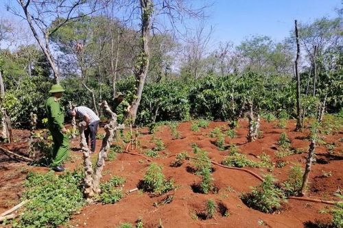 'Nông trại' 1.500 cây cần sa ở Đắk Lắk: Xử 'ông trùm' 3 năm tù?
