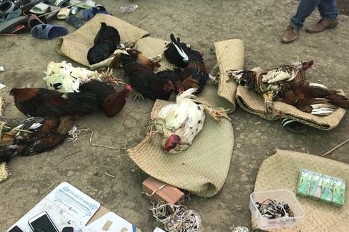 Tiền Giang: Triệt phá tụ điểm đá gà ăn tiền trên địa bàn biên giới