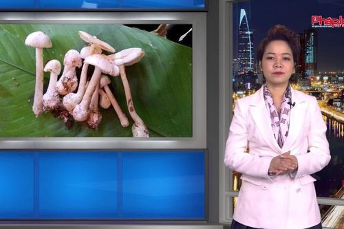 Bản tin Y tế: Chuyên gia y tế cảnh báo người dân tuyệt đối không hái nấm hoang dại ăn