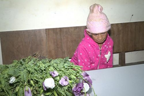 Phát hiện 200 cây thuốc phiện đang trổ hoa