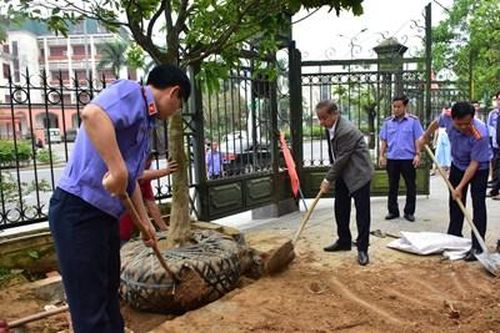 Thừa Thiên Huế phát động phong trào 'Mai vàng trước ngõ'
